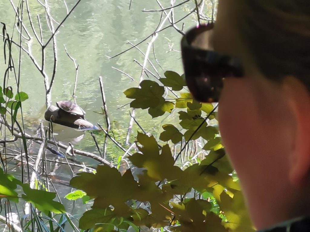 Buchempfehlung Das Cafe am Rande der Welt Schildkröte als Symbol für das Leben Turtle Frau Beobachten sonnig