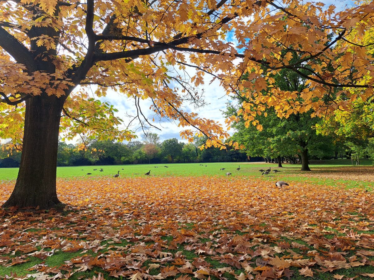 Naturverliebt - ein wunderschöner Herbstbaum auf einer Wiese - die gelb-grüne Farbenpracht ist eine Augenweide für hochsensible Menschen